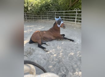 American Quarter Horse, Wallach, 19 Jahre, 165 cm, Brauner