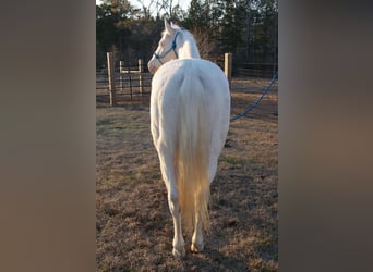 American Quarter Horse, Wallach, 19 Jahre, Cremello