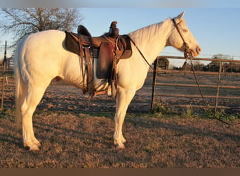 American Quarter Horse, Wallach, 19 Jahre, Cremello