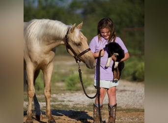 American Quarter Horse, Wallach, 1 Jahr, 132 cm, Palomino