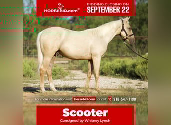 American Quarter Horse, Wallach, 1 Jahr, 132 cm, Palomino