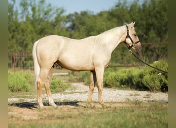 American Quarter Horse, Wallach, 1 Jahr, 132 cm, Palomino