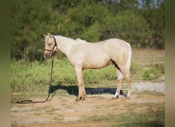 American Quarter Horse, Wallach, 1 Jahr, 132 cm, Palomino
