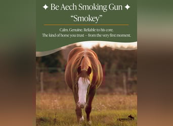 American Quarter Horse, Wallach, 1 Jahr, 135 cm, Fuchs