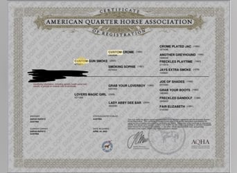 American Quarter Horse, Wallach, 1 Jahr, 140 cm, Falbe