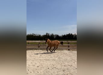 American Quarter Horse, Wallach, 1 Jahr, 140 cm, Falbe