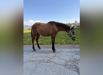 American Quarter Horse, Wallach, 1 Jahr, 140 cm, Falbe