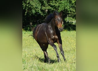 American Quarter Horse, Wallach, 1 Jahr, 148 cm, Dunkelbrauner