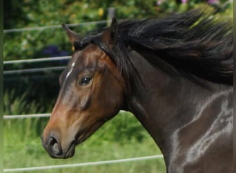 American Quarter Horse, Wallach, 1 Jahr, 148 cm, Dunkelbrauner