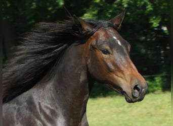 American Quarter Horse, Wallach, 1 Jahr, 148 cm, Dunkelbrauner
