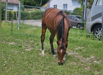 American Quarter Horse, Wallach, 1 Jahr, 150 cm, Brauner