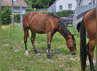 American Quarter Horse, Wallach, 1 Jahr, 150 cm, Brauner