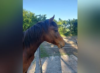 American Quarter Horse, Wallach, 1 Jahr, 150 cm, Brauner