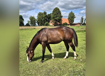 American Quarter Horse, Wallach, 1 Jahr, 150 cm, Dunkelbrauner