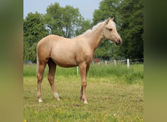 American Quarter Horse, Wallach, 1 Jahr, 150 cm, Palomino
