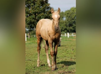 American Quarter Horse, Wallach, 1 Jahr, 150 cm, Palomino