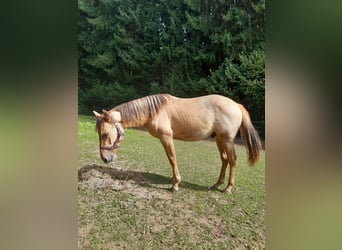 American Quarter Horse, Wallach, 1 Jahr, 150 cm, Red Dun