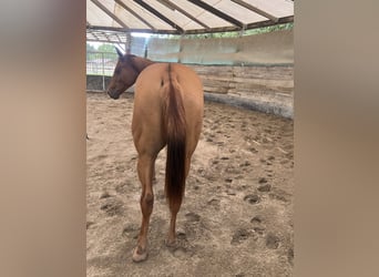 American Quarter Horse, Wallach, 1 Jahr, 150 cm, Red Dun