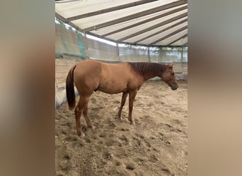 American Quarter Horse, Wallach, 1 Jahr, 150 cm, Red Dun