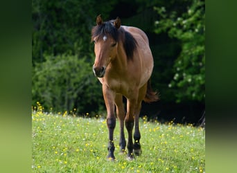 American Quarter Horse, Wallach, 1 Jahr, 150 cm