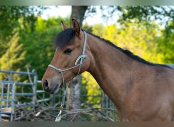 American Quarter Horse, Wallach, 1 Jahr, 150 cm