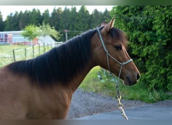 American Quarter Horse, Wallach, 1 Jahr, 150 cm