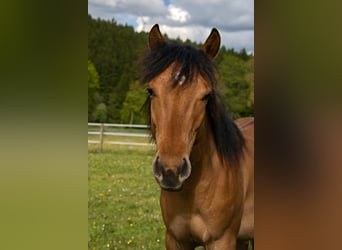 American Quarter Horse, Wallach, 1 Jahr, 150 cm