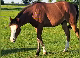 American Quarter Horse, Wallach, 1 Jahr, 152 cm, Brauner