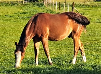 American Quarter Horse, Wallach, 1 Jahr, 152 cm, Brauner