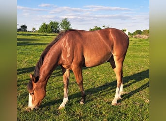 American Quarter Horse, Wallach, 1 Jahr, 152 cm, Brauner