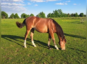 American Quarter Horse, Wallach, 1 Jahr, 152 cm, Brauner