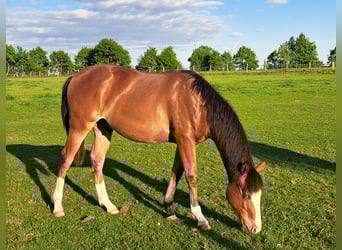 American Quarter Horse, Wallach, 1 Jahr, 152 cm, Brauner