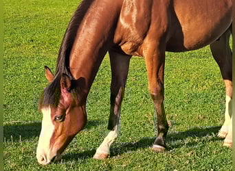American Quarter Horse, Wallach, 1 Jahr, 152 cm, Brauner