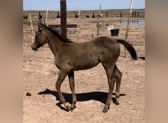 American Quarter Horse, Wallach, 1 Jahr, 152 cm, Buckskin