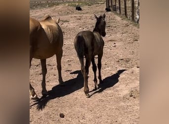 American Quarter Horse, Wallach, 1 Jahr, 152 cm, Buckskin