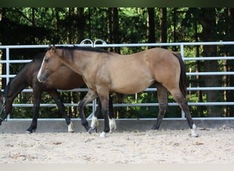 American Quarter Horse, Wallach, 1 Jahr, 153 cm