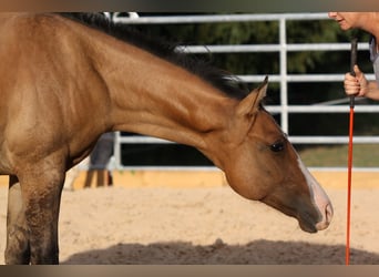 American Quarter Horse, Wallach, 1 Jahr, 153 cm