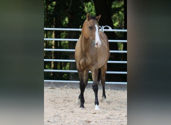 American Quarter Horse, Wallach, 1 Jahr, 153 cm