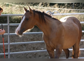American Quarter Horse, Wallach, 1 Jahr, 153 cm