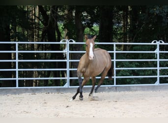 American Quarter Horse, Wallach, 1 Jahr, 153 cm