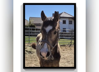American Quarter Horse, Wallach, 1 Jahr, 154 cm, Buckskin