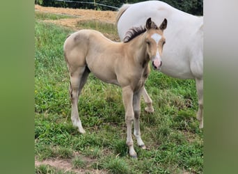 American Quarter Horse, Wallach, 1 Jahr, 154 cm, Buckskin