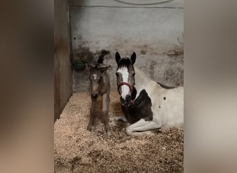 American Quarter Horse Mix, Wallach, 1 Jahr, 155 cm, Buckskin