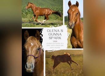 American Quarter Horse, Wallach, 1 Jahr, 155 cm, Fuchs