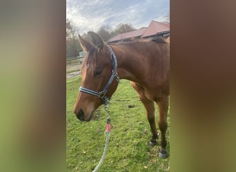 American Quarter Horse, Wallach, 1 Jahr, 160 cm, Brauner