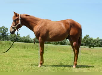 American Quarter Horse, Wallach, 1 Jahr, 160 cm, Fuchs