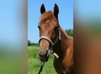 American Quarter Horse, Wallach, 1 Jahr, 160 cm, Fuchs