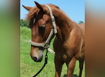 American Quarter Horse, Wallach, 1 Jahr, 160 cm, Fuchs
