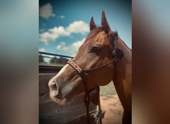American Quarter Horse, Wallach, 1 Jahr, 163 cm, Rotfuchs
