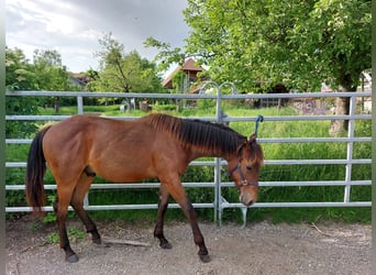 American Quarter Horse, Wallach, 1 Jahr, Buckskin